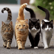 Cat Dash