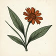 Original Wellness Plants Guide