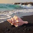 The Conch