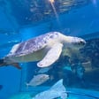 Turtle 🐢 