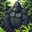 gorilla grodd
