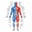 Anabolic Steroid Advisor