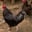 rooster