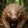 PangolinTube