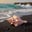 The Conch