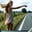 Hitchhiker Girl