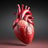 Human Heart