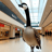 Goose in a Mall