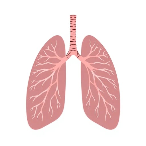 Human Lungs