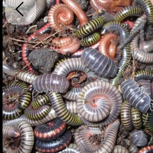 Docteure Formicophile